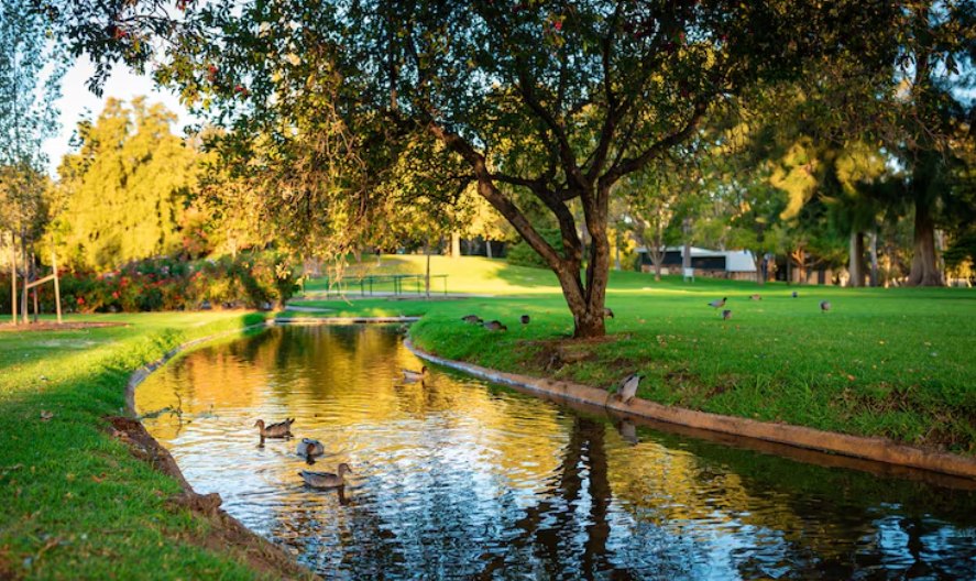A calm stream with ducks beside a green lawn and tall shade trees in a park